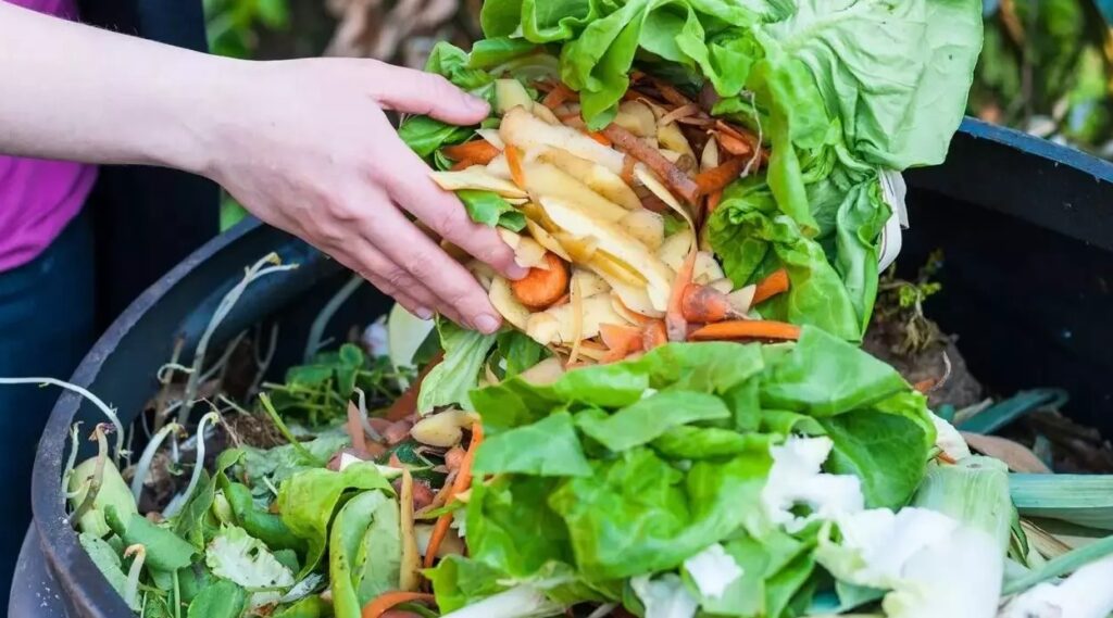 Derecho a la alimentación: La Santa Sede y las ONG católicas contra el desperdicio alimentario