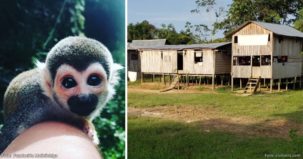 Por qué no debe dejar de conocer Mocagua, una comunidad llena de monos en la Amazonía