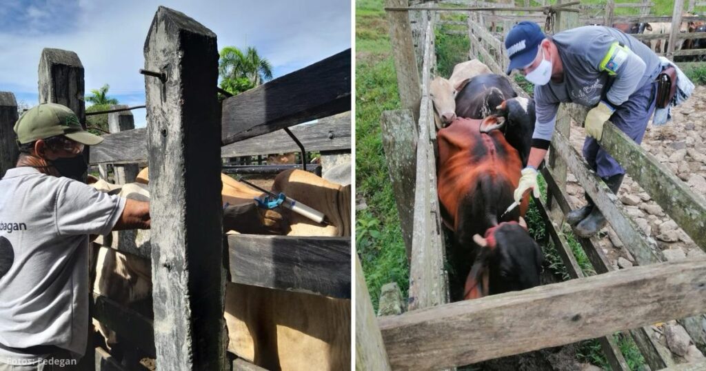 La estrategia de Fedegán para lograr vacunar 30 millones de bovinos y búfalos en todo el país