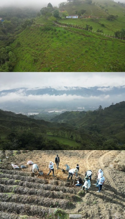 Alcaldía de Girardota impulsa fortalecimiento del sistema productivo de cacao en 10 veredas del municipio.